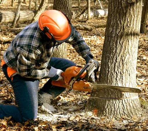 Tree Removal in Amberson, PA